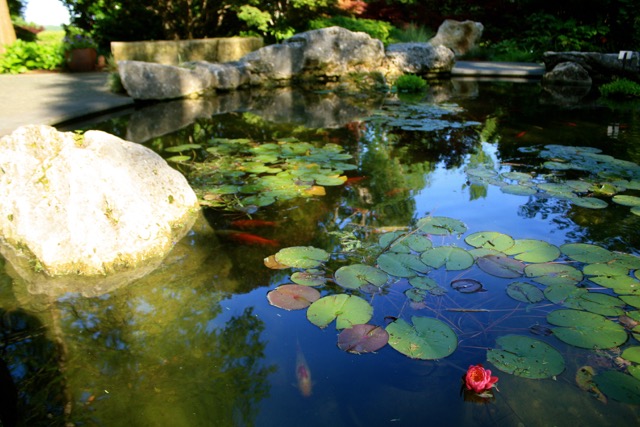 Dallas Arboretum Lily Pads