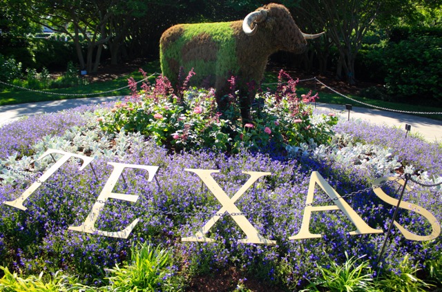 Dallas Arboretum Longhorn