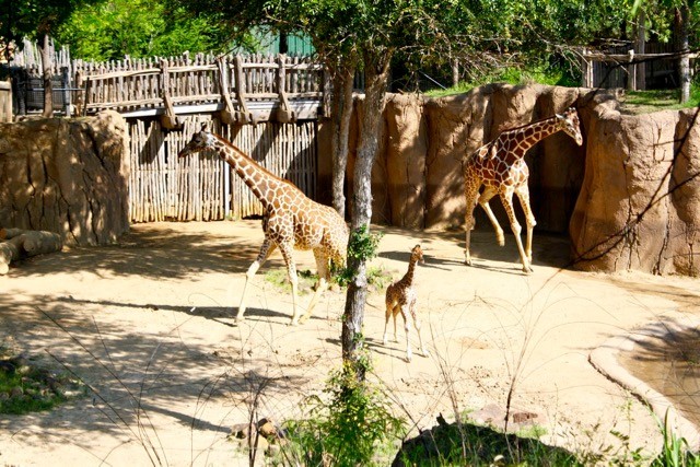 Kipenzi the Giraffe